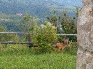 poggio delle ginestre bed & breakfast b&b vacancies house langhe piemonte piedmont italy